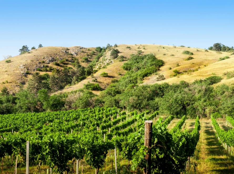 Champ de vignes cultivées en agriculture durable – vue panoramique sur les rangs de ceps
