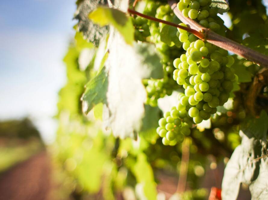 Gros plan sur une grappe de raisin dans une vigne cultivée en agriculture raisonnée