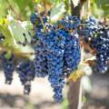 Pinot Noir : en quoi se distingue-t-il des autres cépages ?