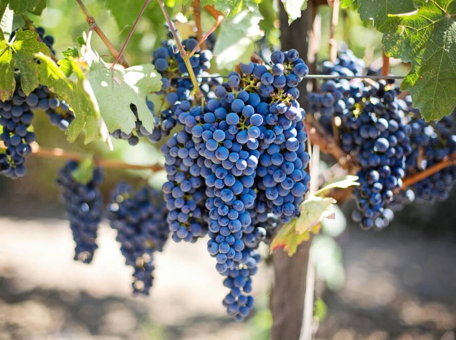 Grappe de raisin mûre prête à être récoltée – symbole de la matière première du vin chez Coup de Foudre
