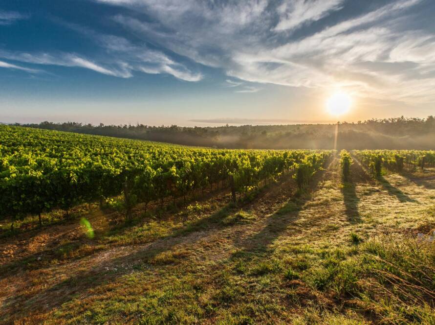 Champ de vigne au lever du soleil illustrant le terroir viticole abordé dans les ateliers Coup de Foudre