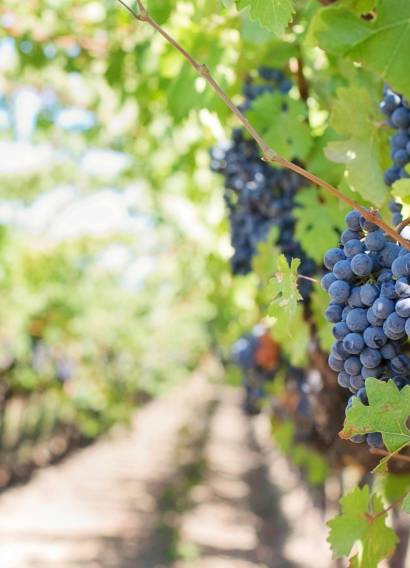 Belle grappe de raisin noir dans les vignes – reflet du cépage à l’origine des vins dégustés chez Coup de Foudre